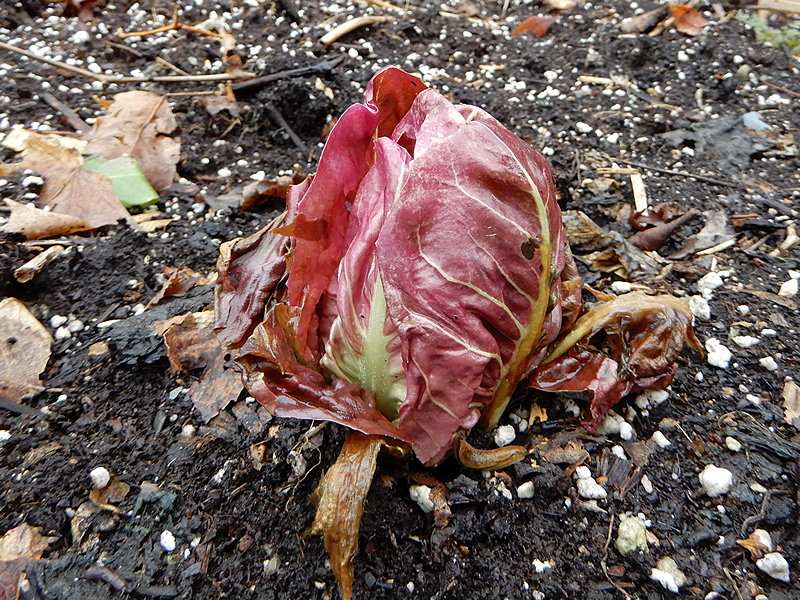 Radicchio Chicoree