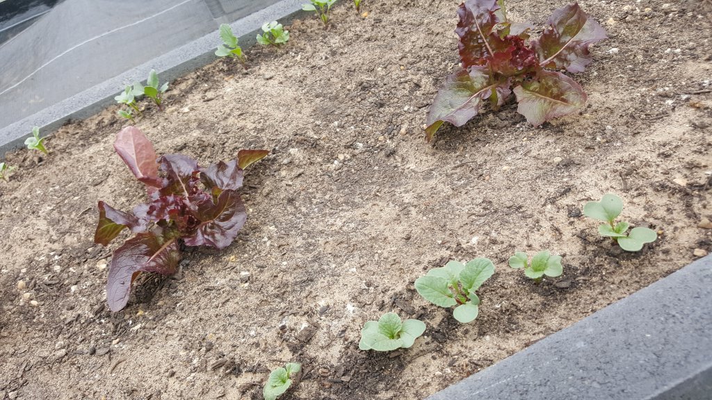 Radieschen und Salat