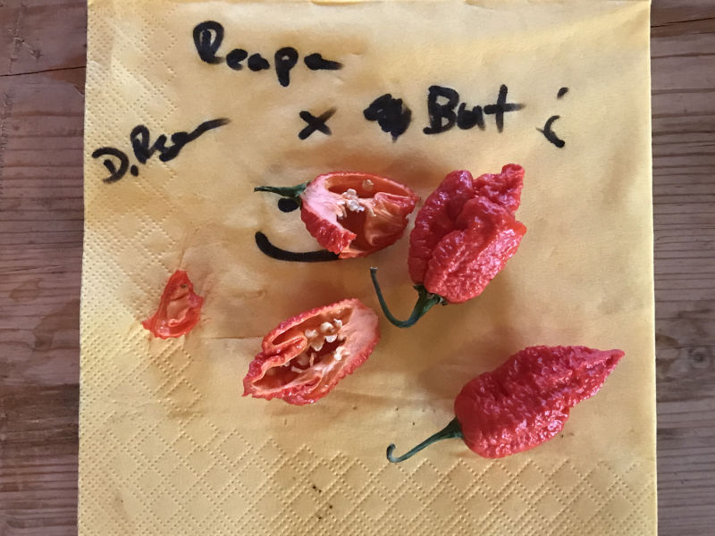 Reaper_x_Bhut