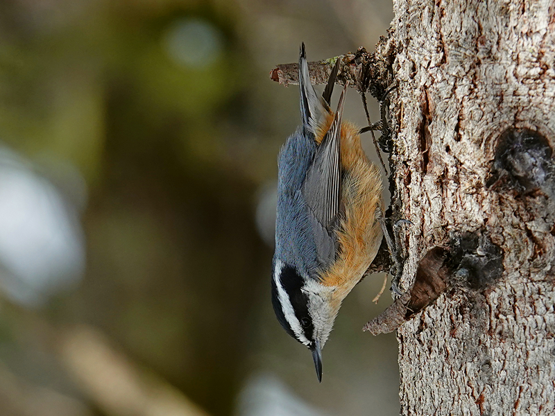 Red-breasted nuthatch