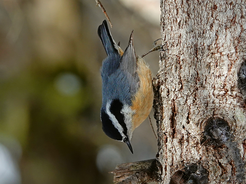 Red-breasted nuthatch