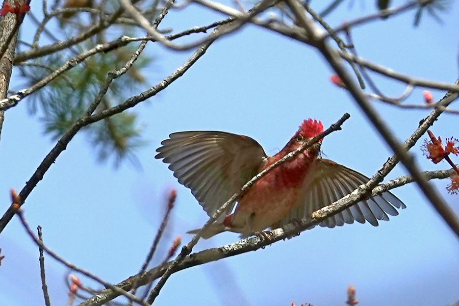 Red Crossbill