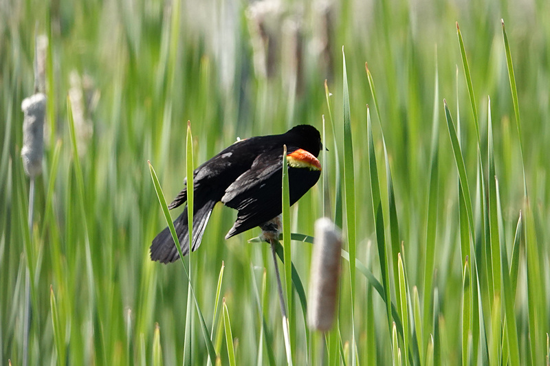 Red-winged blackbird / Rotschulterstärling