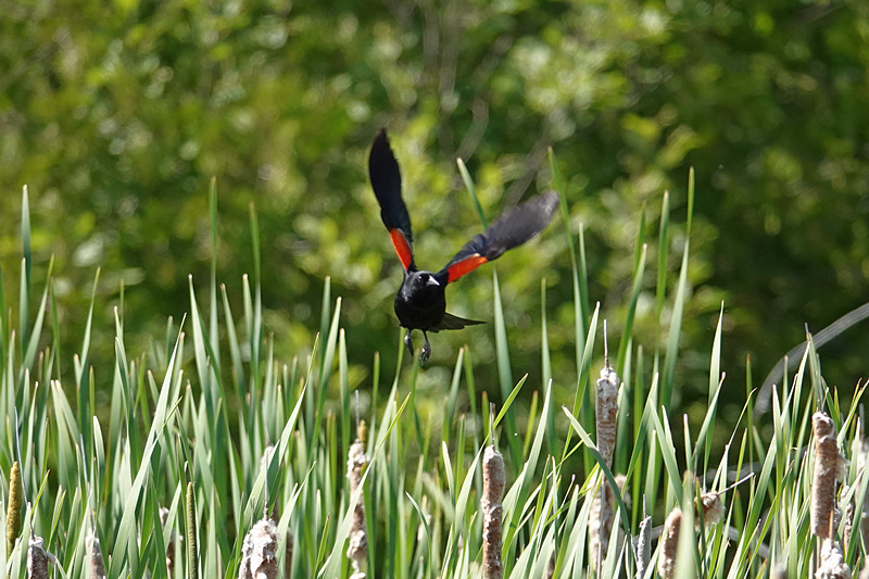 Red-winged blackbird / Rotschulterstärling