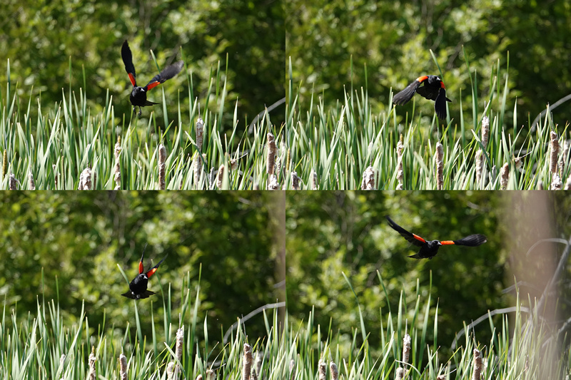 Red-winged blackbird / Rotschulterstärling