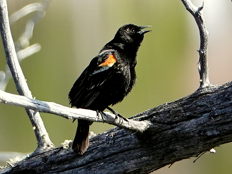 Red-winged blackbird / Rotschulterstärling