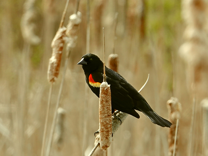 Red-winged blackbird / Rotschulterstärling