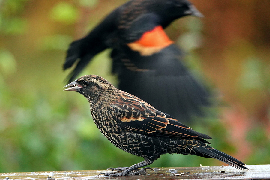 Red-winged blackbird