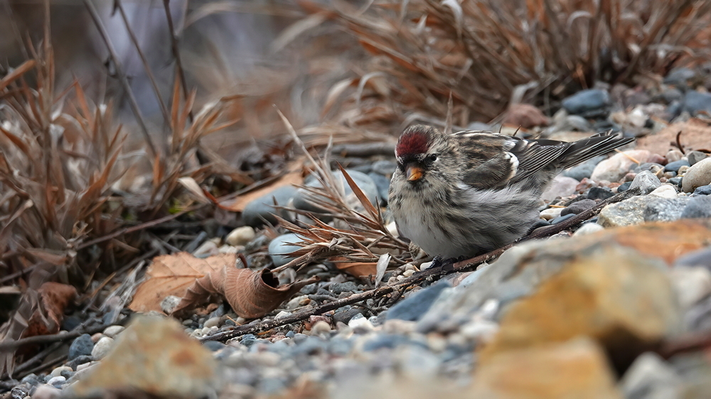 Redpoll