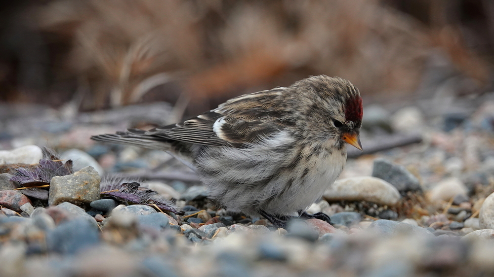 Redpoll