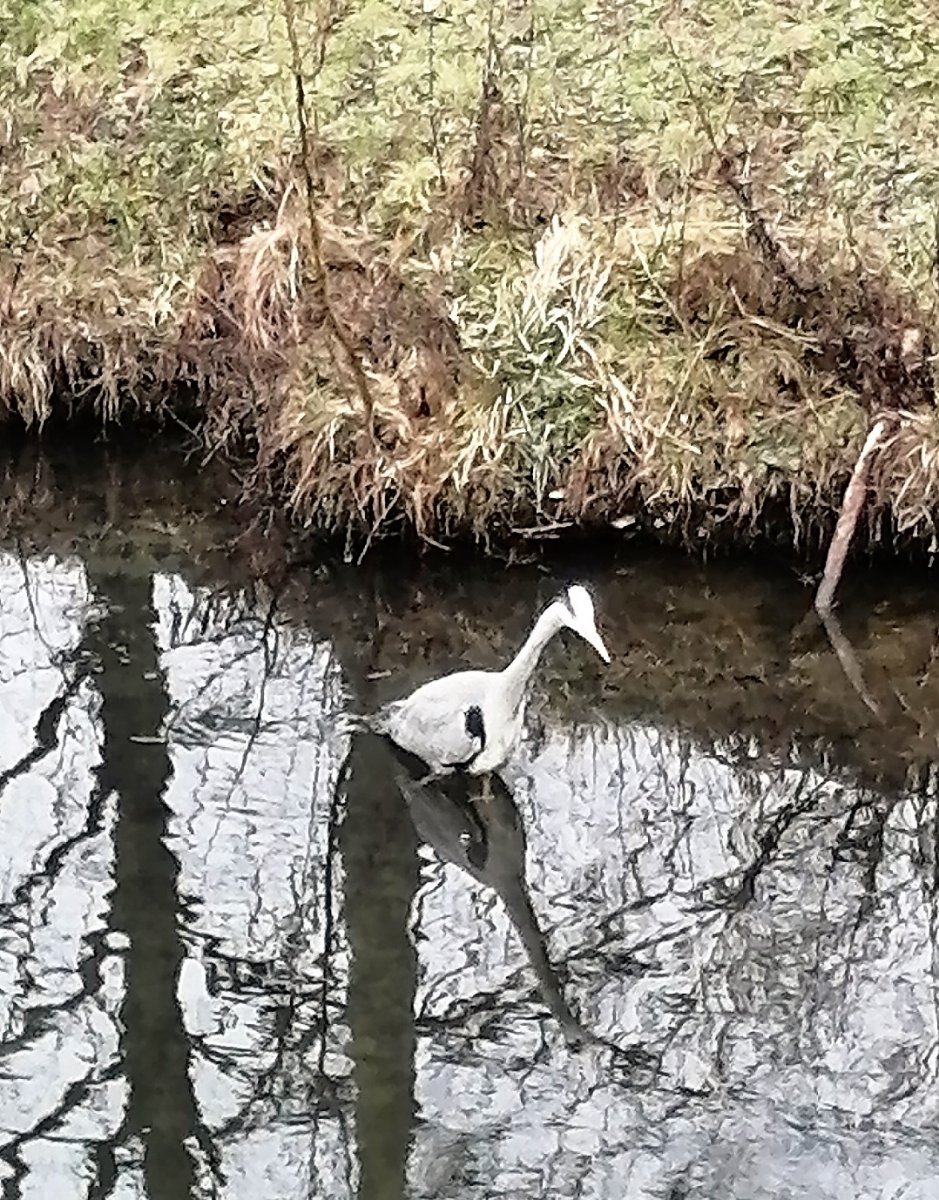 Reiher in der Stadt