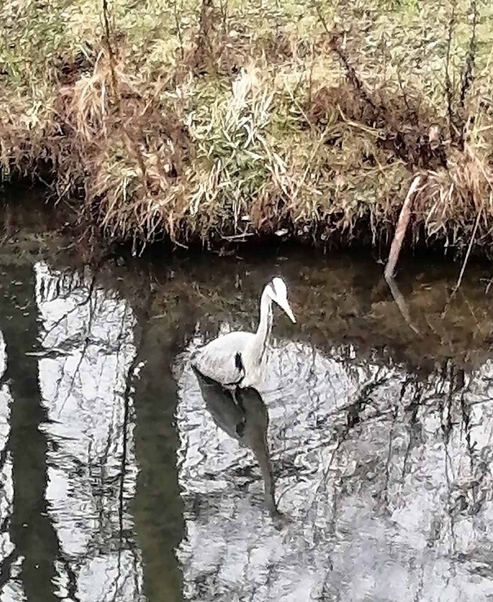 Reiher in der Stadt