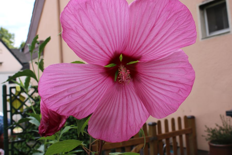 Riesen Hibiscus