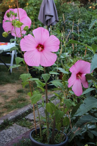 Riesen Hibiscus