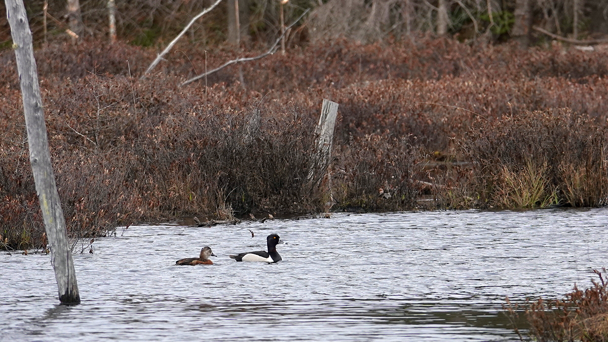 Ring-billed ducks