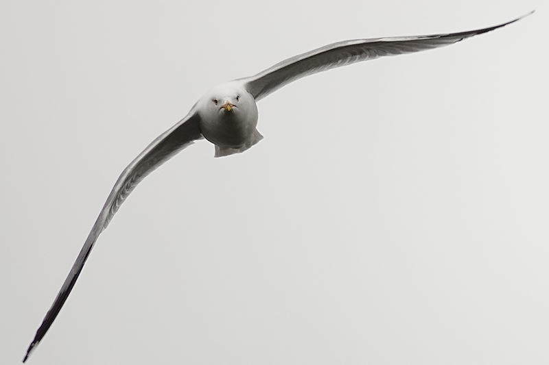 Ring-billed gull / Ringschnabelmöwe