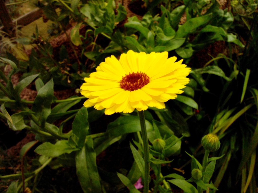 Ringelblume Calendula