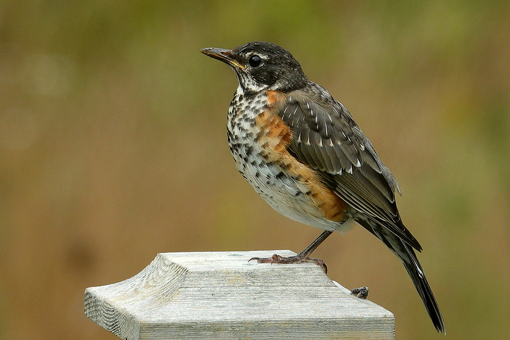 Robin / Wanderdrossel