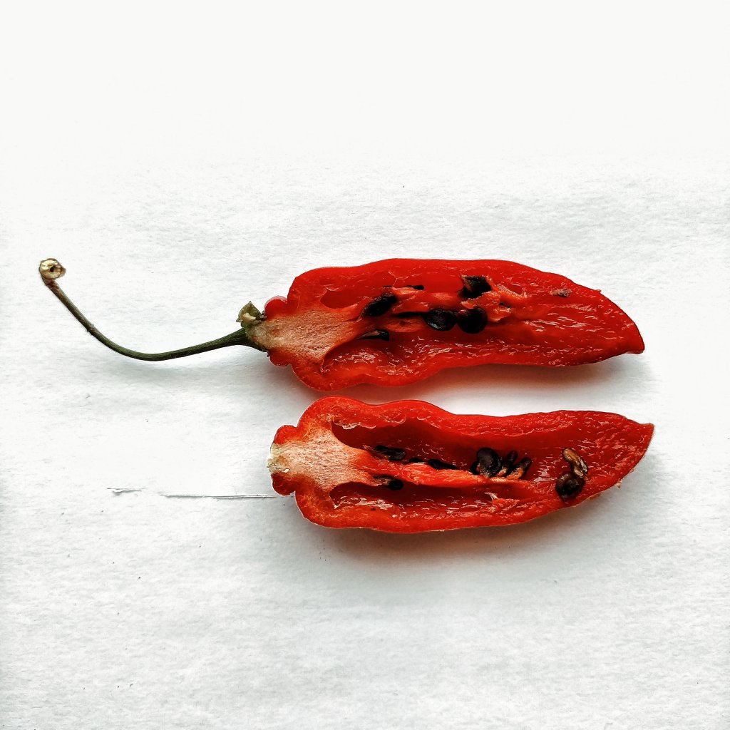 Rocoto Aji Largo