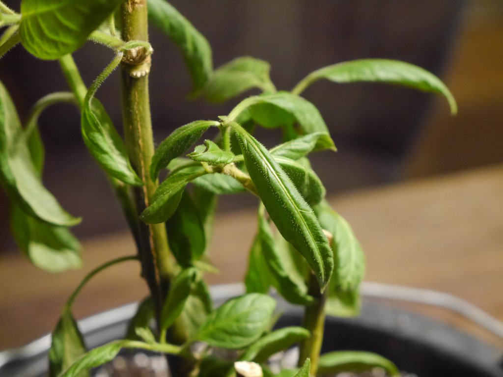 Rocoto Amarillo 02.03.