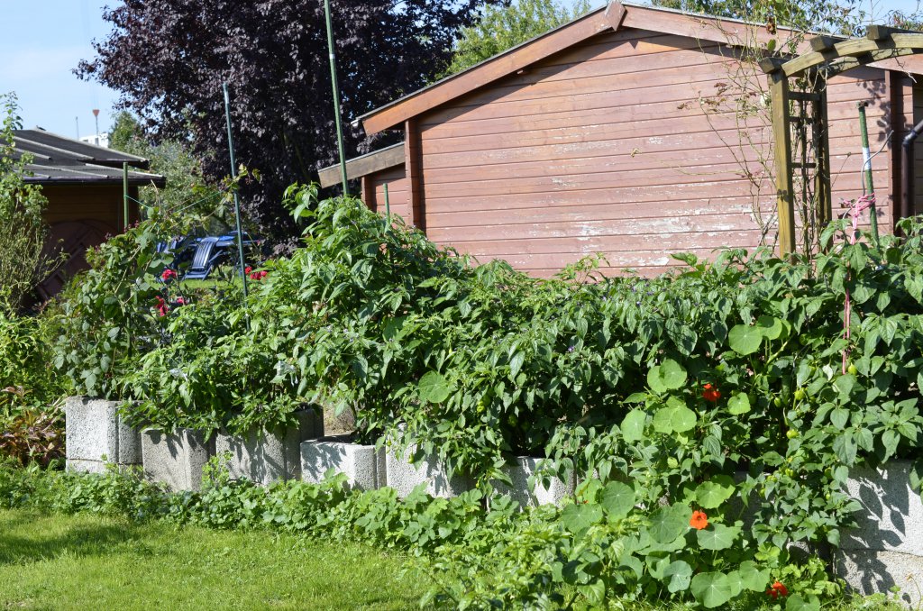 Rocoto-Baccatum-Chinensenhecke