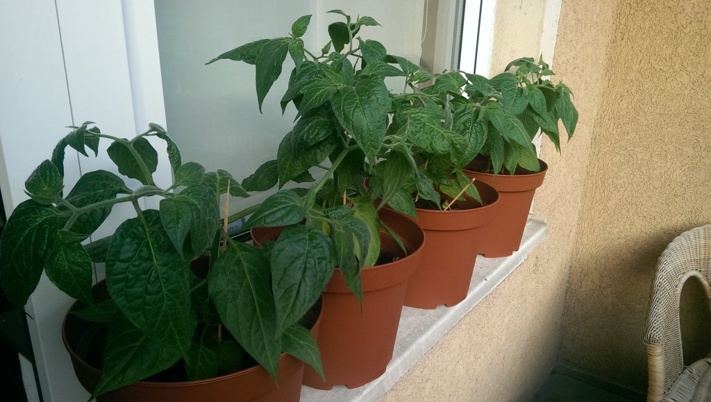 Rocoto Balkon 24.6