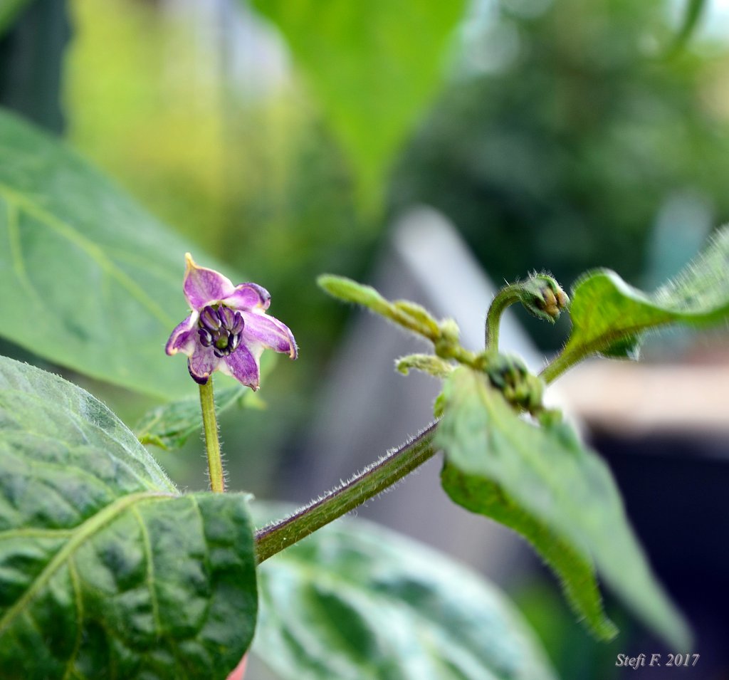 Rocoto Big Brown, erste Blüte