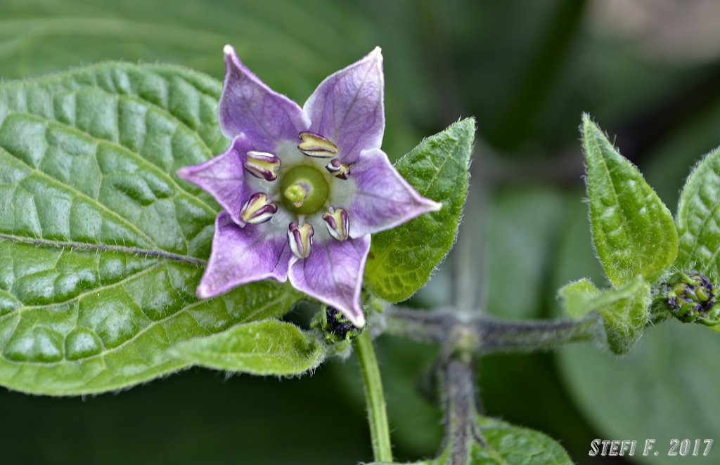 Rocoto Big Brown