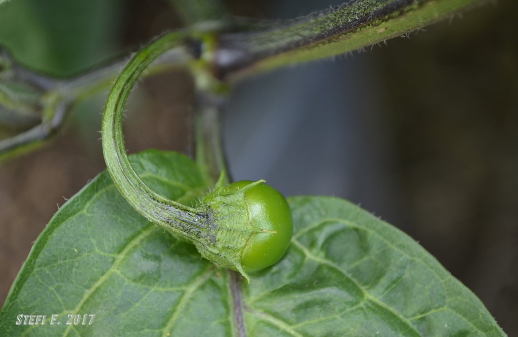 Rocoto Big Brown