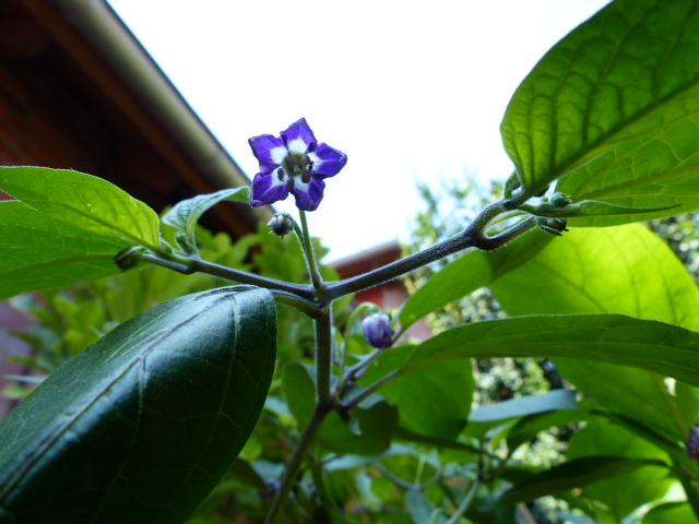 Rocoto Blüte