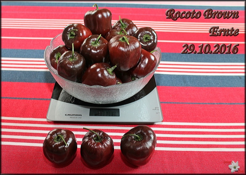 Rocoto Brown 4