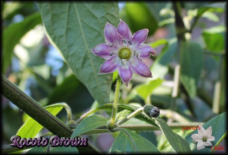 Rocoto Brown Blüte