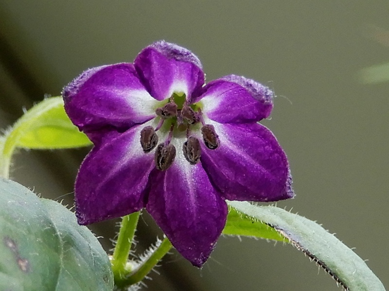 Rocoto Brown Freiland