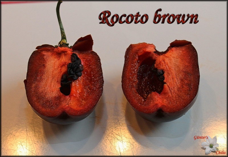 Rocoto Brown