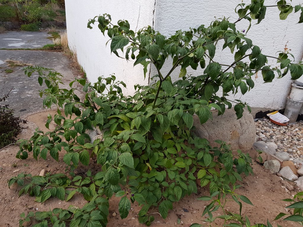 Rocoto de Seda?!?