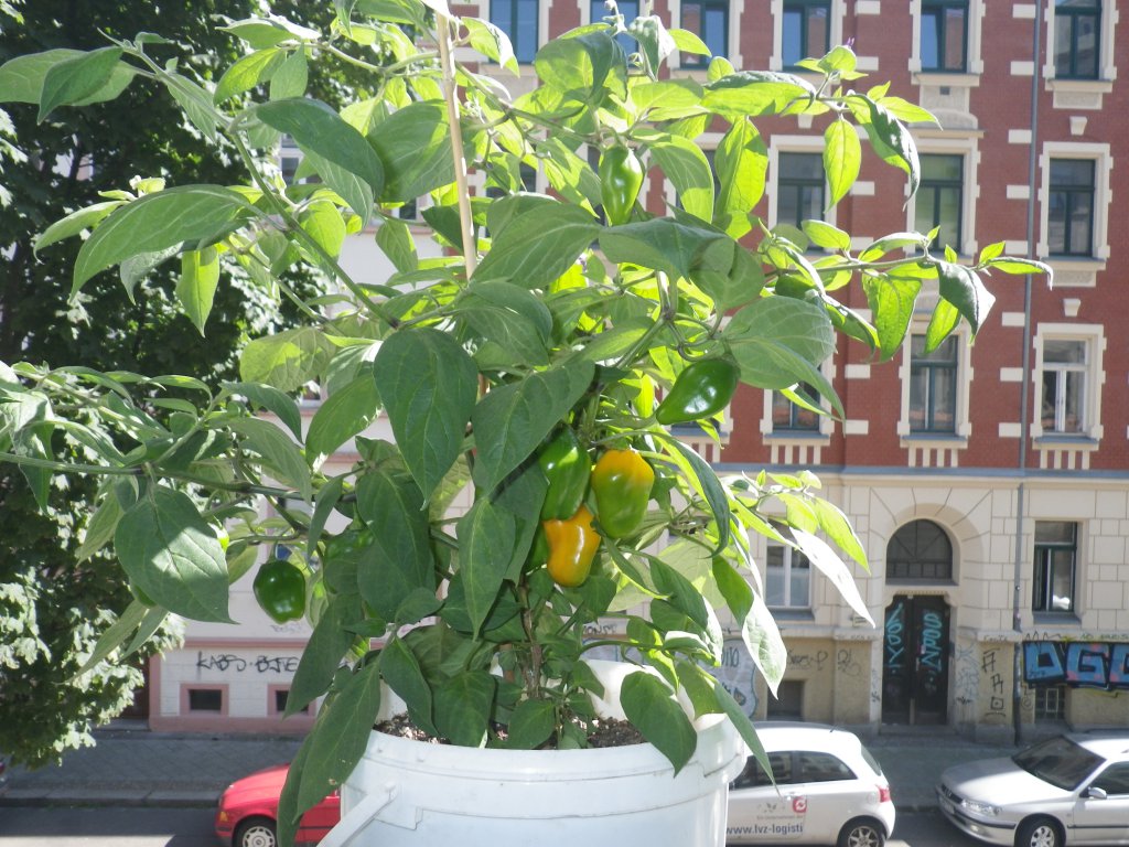 Rocoto deSeda  23.8.