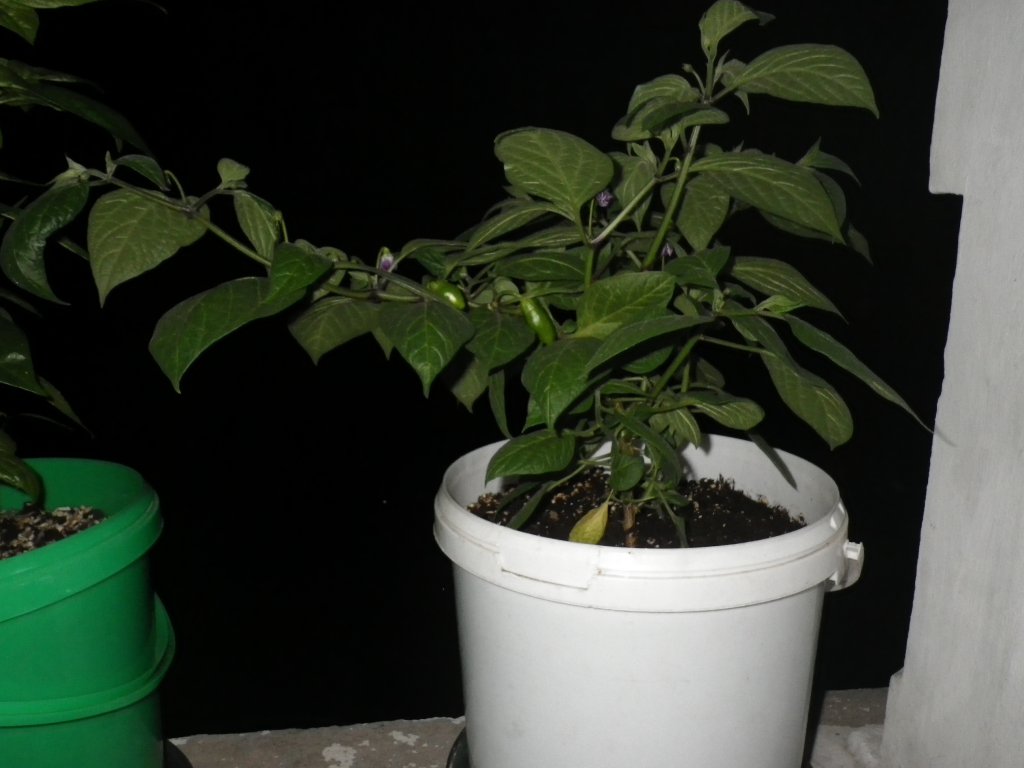 Rocoto deSeda 6.7.