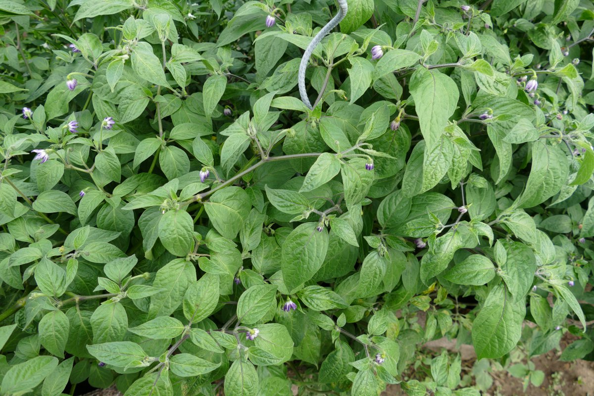 Rocoto Doppelfrucht, Beeren unter'm Röckelsche nicht geknipst