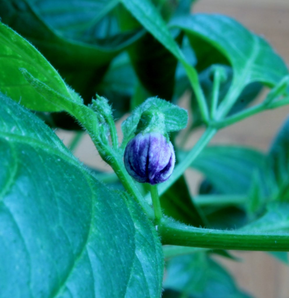 Rocoto erste Blüte