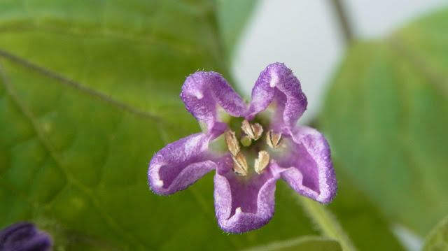 Rocoto Gelbe Riesen Blüte 160603002