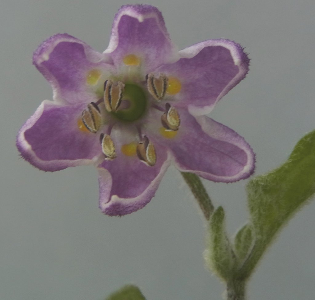 Rocoto Gelbe Riesen Blüte 160701002