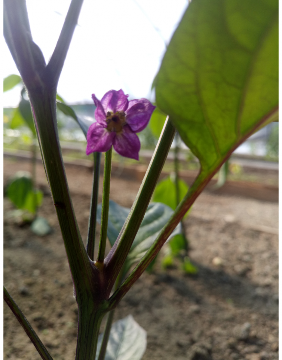 Rocoto gelbe Riesen Blüte