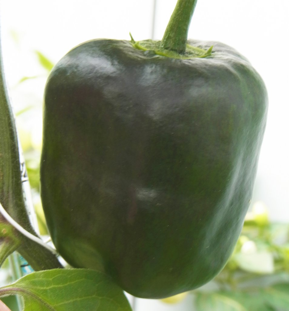 Rocoto Gelbe Riesen unreife Frucht 160701003