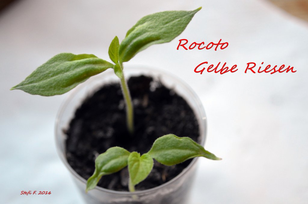 Rocoto Gelbe Riesen