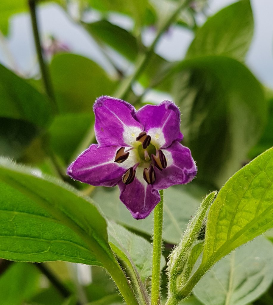 Rocoto Giant Blüte Groß 02