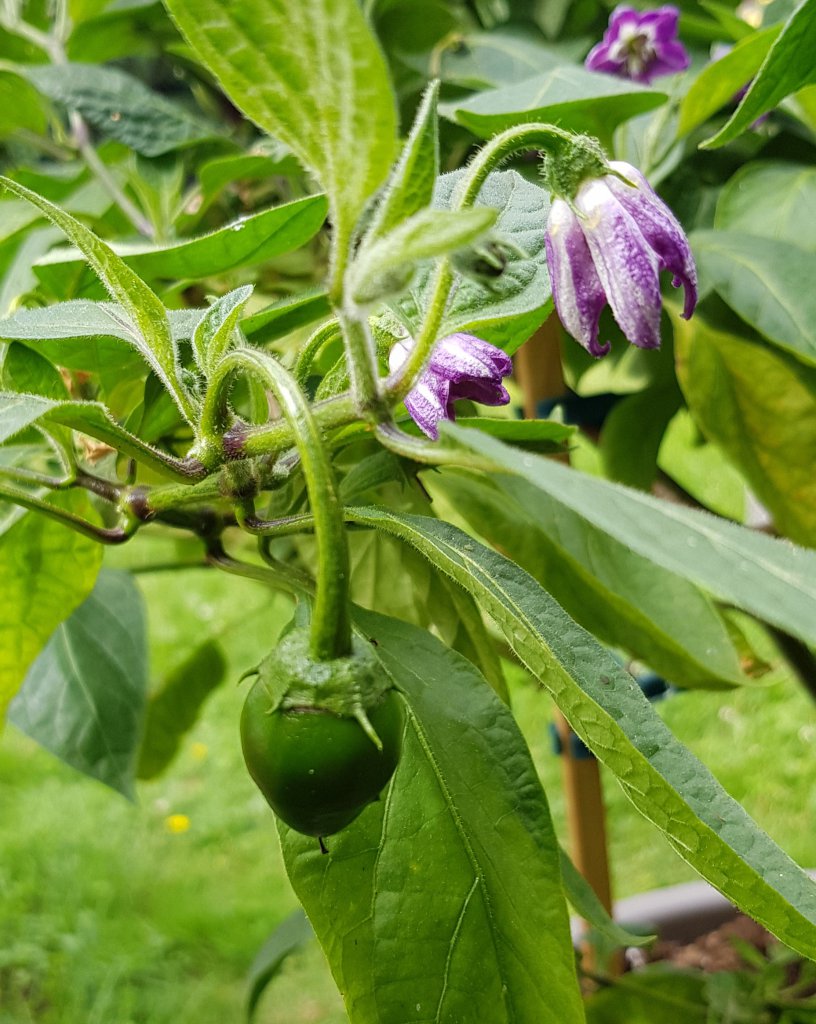 Rocoto Giant Blüte Und Frucht Groß 01