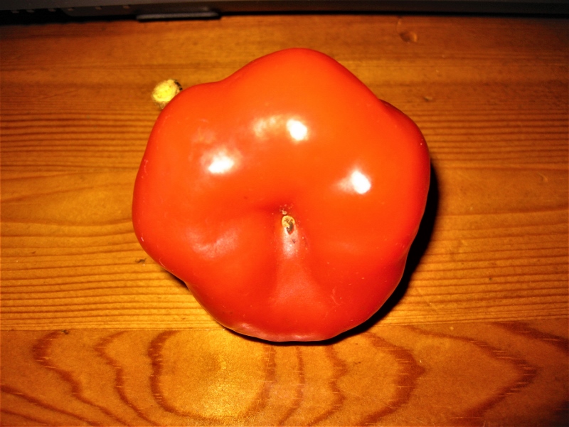 Rocoto Giant