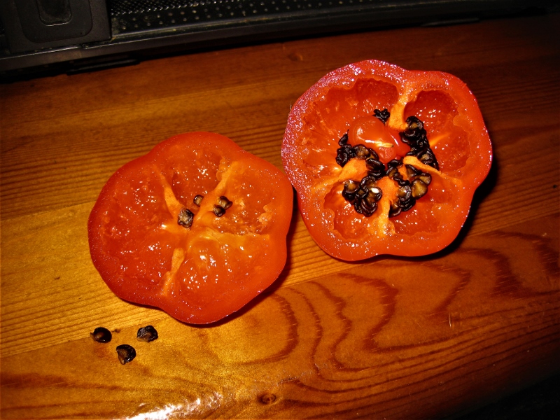 Rocoto Giant