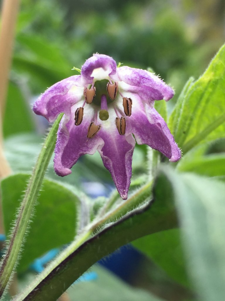 Rocoto Gigante de los Incas Blüte 1