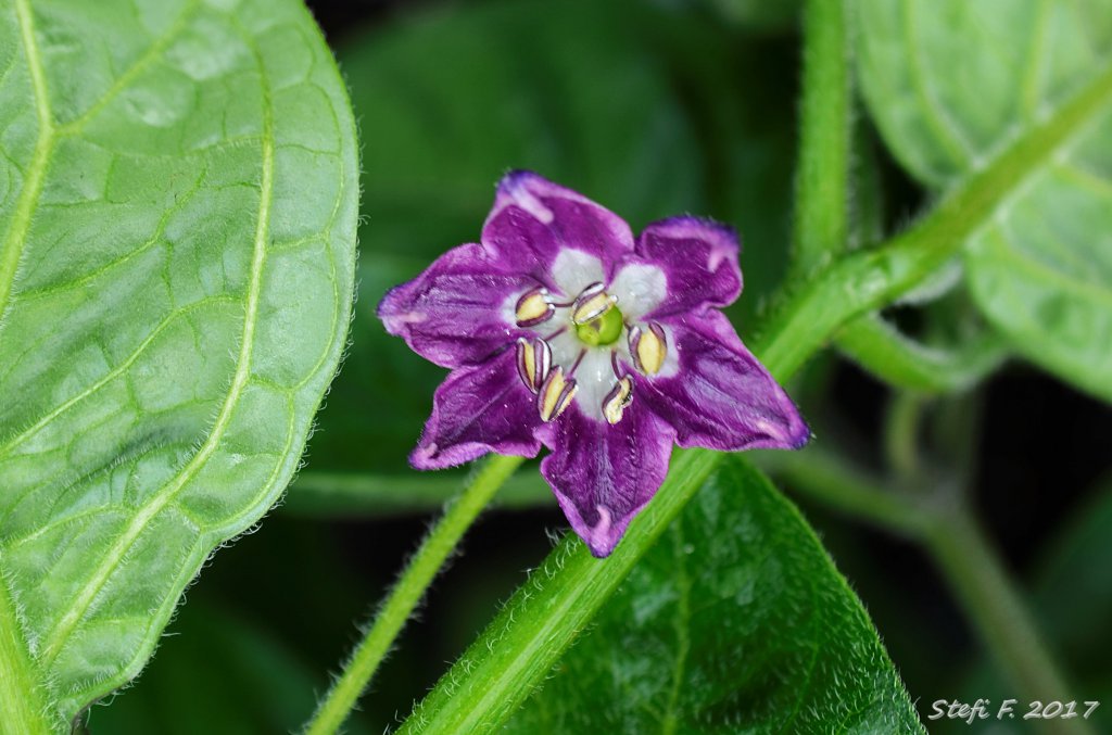 Rocoto Grandis